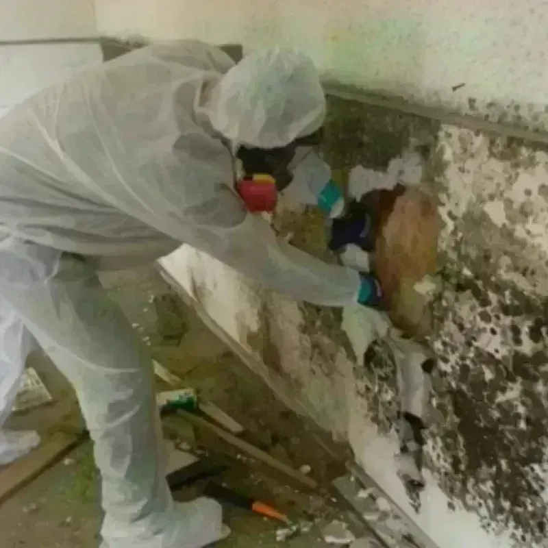 Mold Remediation and Removal in Park Layne, OH